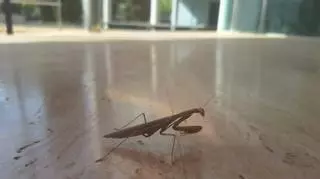 Una mantis religiosa hace una visita inesperada al Diario de Ibiza