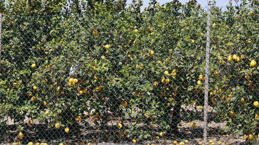 Más de 300 millones de kilos de limones sin recolectar en la Región de Murcia