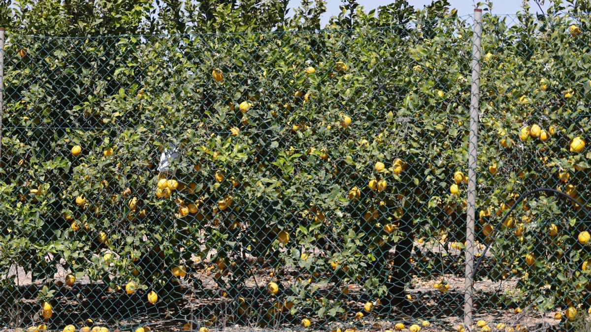 Limoneros sin recolectar en el Campo de Cartagena