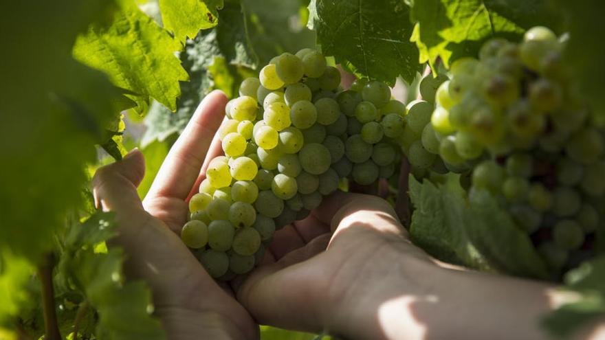 Raïms de carinyena blanca a les vinyes de la DO Empordà