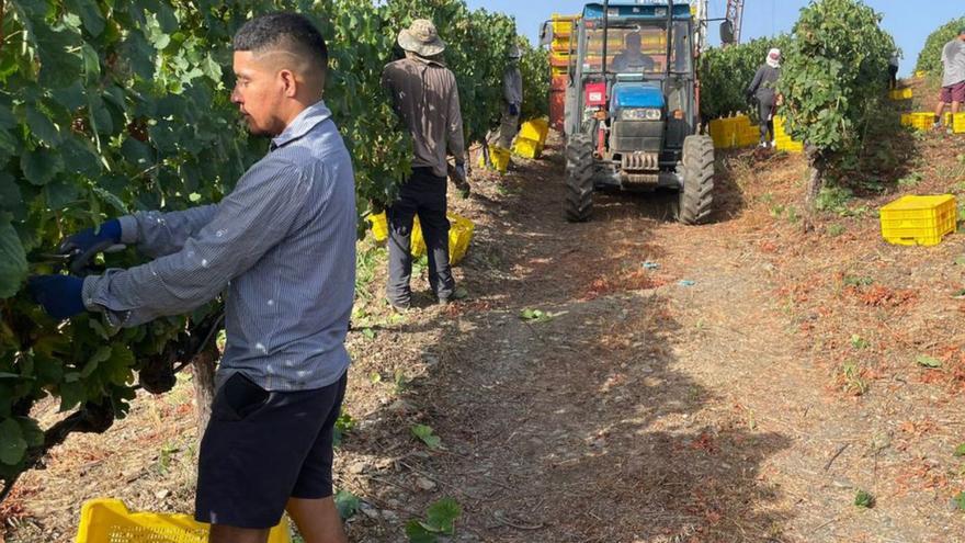 Unións Agrarias demanda medidas para frenar la posible entrada de uva foránea