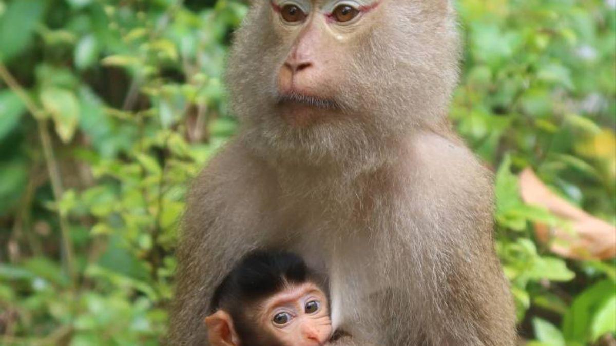 La tensión entre el tamaño de la cabeza del recién nacido y la pelvis materna aparece también en otros primates.