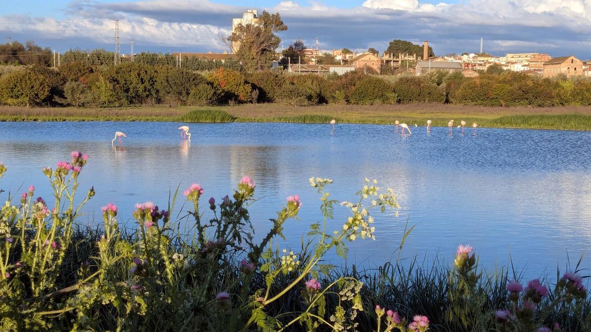 Flamencos en Fuente de Piedra