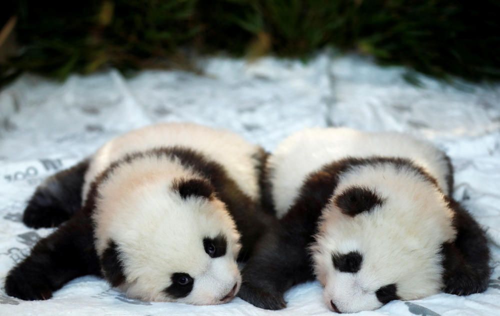 GERMANY-PANDAS/