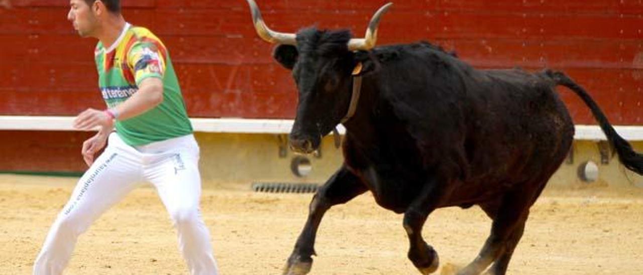 Moncada vive un gran concurso de vacas