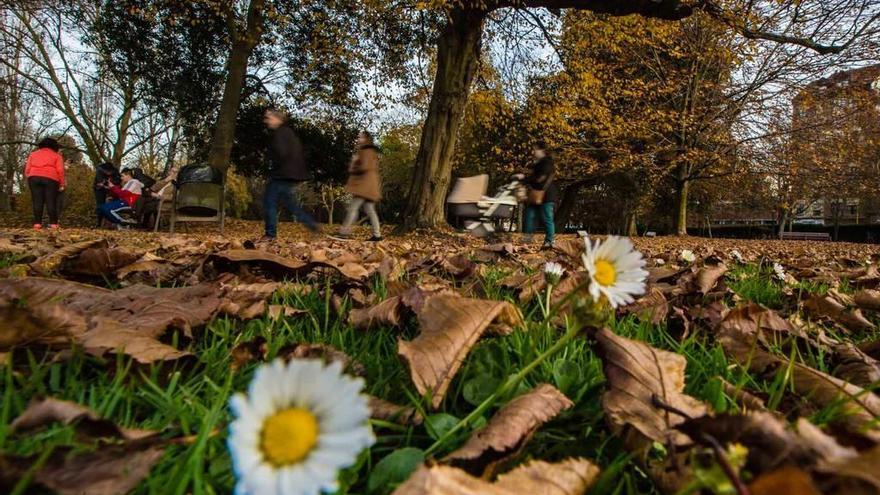 Margaritas entre las hojas caídas de los árboles, ayer, en el parque de Ferrera de Avilés.