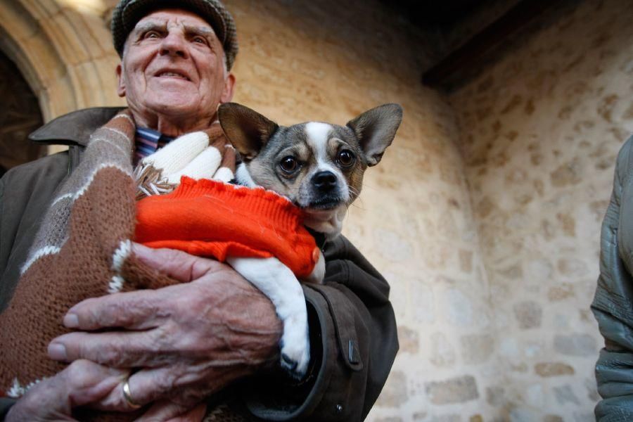 Los perros gobiernan por san Antón en Zamora