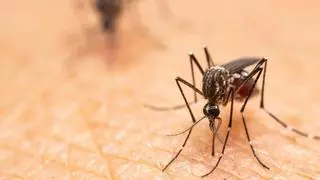 Las peligrosas enfermedades que los mosquitos que pueden reintroducir en España