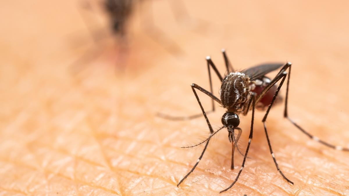 Este es el motivo por el que los mosquitos pican más de noche: así podrás evitarlos