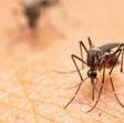 Los mosquitos transmiten enfermedades