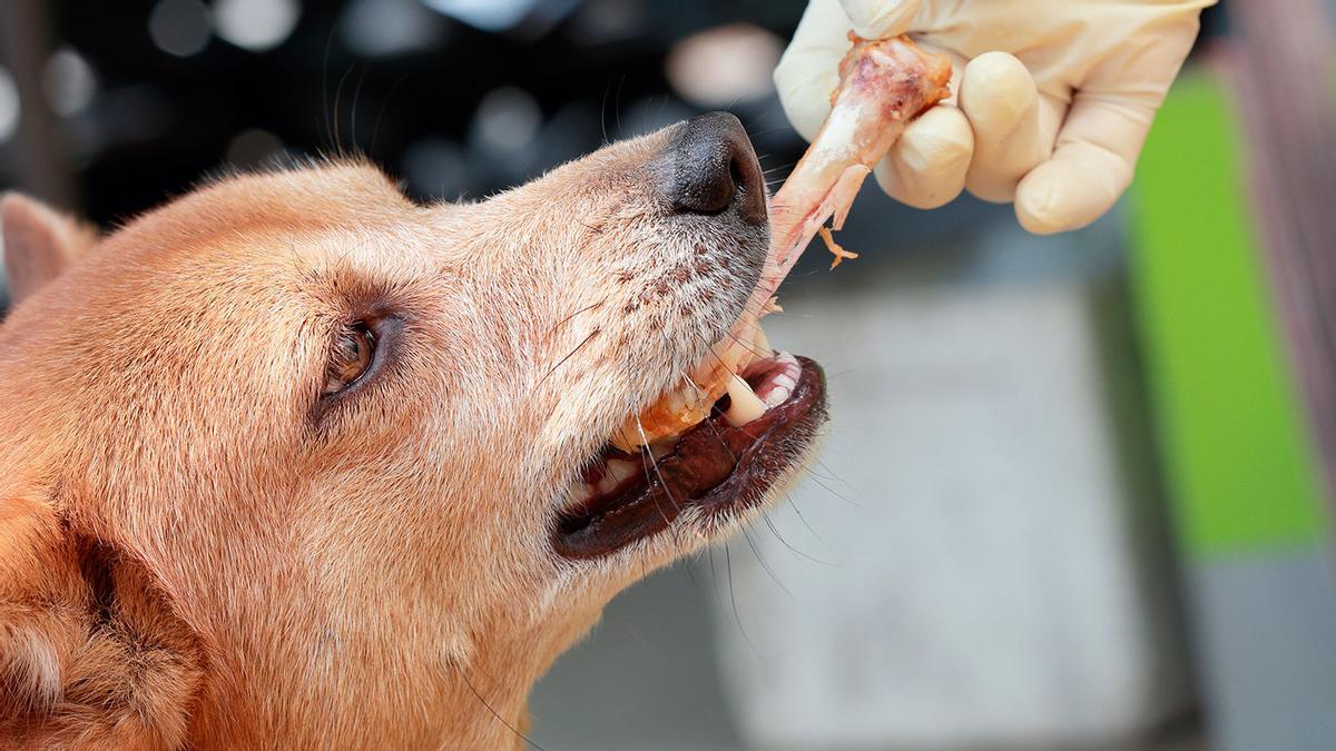HUESO DE POLLO PERRO | Esto es lo que le pasa a tu perro si le das un hueso  de pollo