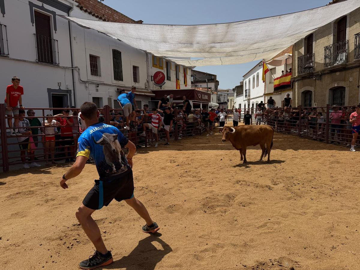 Comienzan los encierros de vacas bravas en la localidad de Alcaracejos: intensidad y emoción en las calles