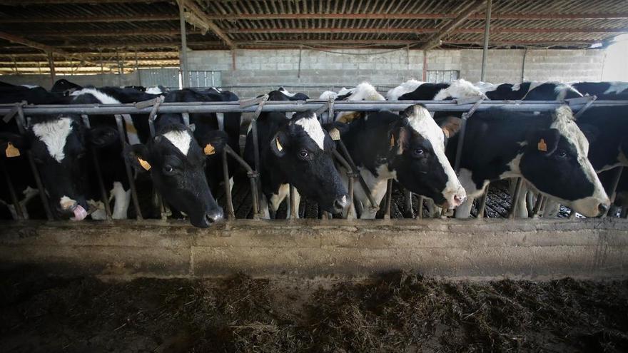 Detectados en la comunidad los dos primeros brotes del ‘COVID de las vacas’