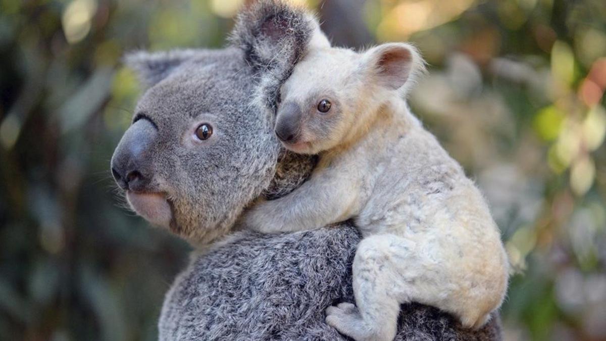 Una cria de koala blanca es fotografiada en el Zoo de Australia