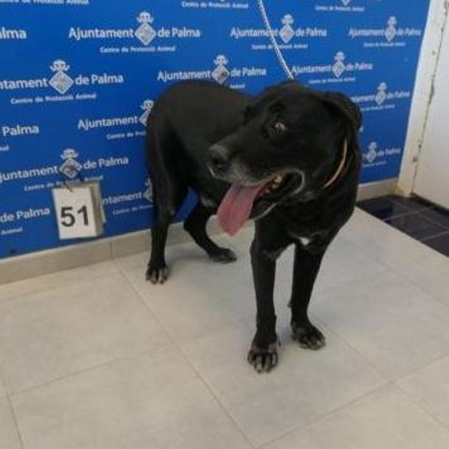 Tom, al entrar en el Centro Municipal de Recuperación Animal de Son Reus