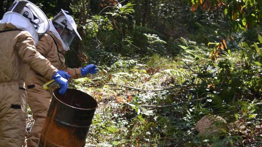 Cambre reclama coordinación contra la velutina