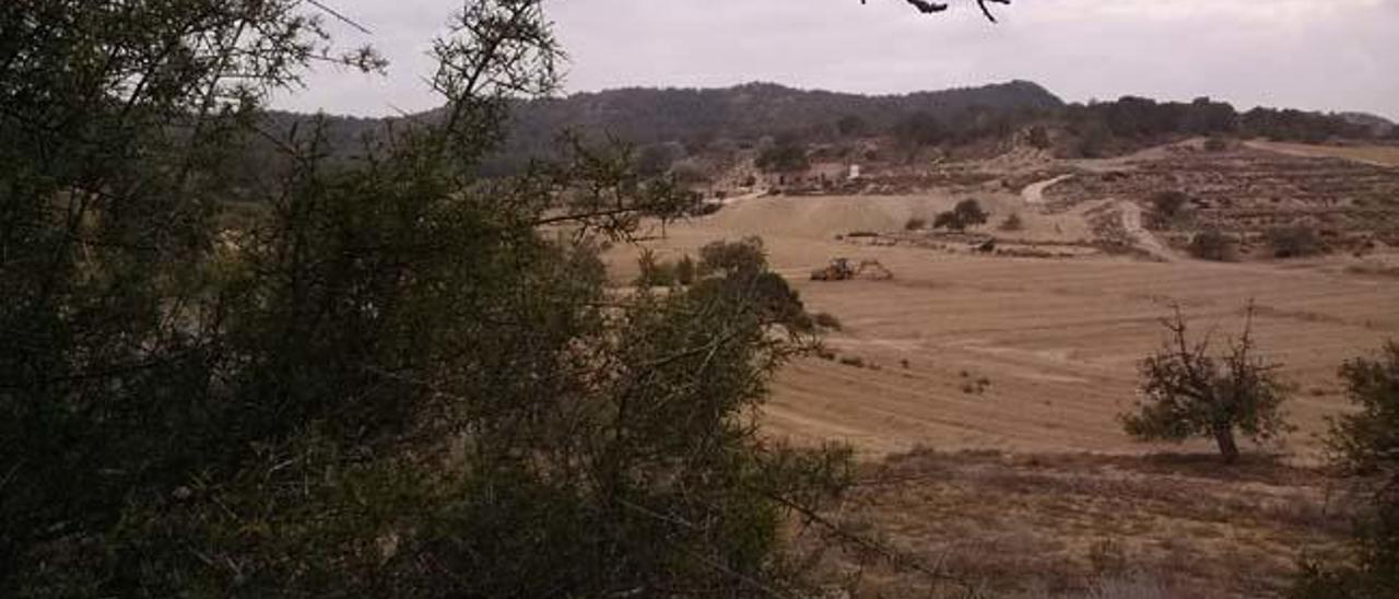 Una imagen captada ayer sobre el terreno por Amigos de Sierra Escalona.