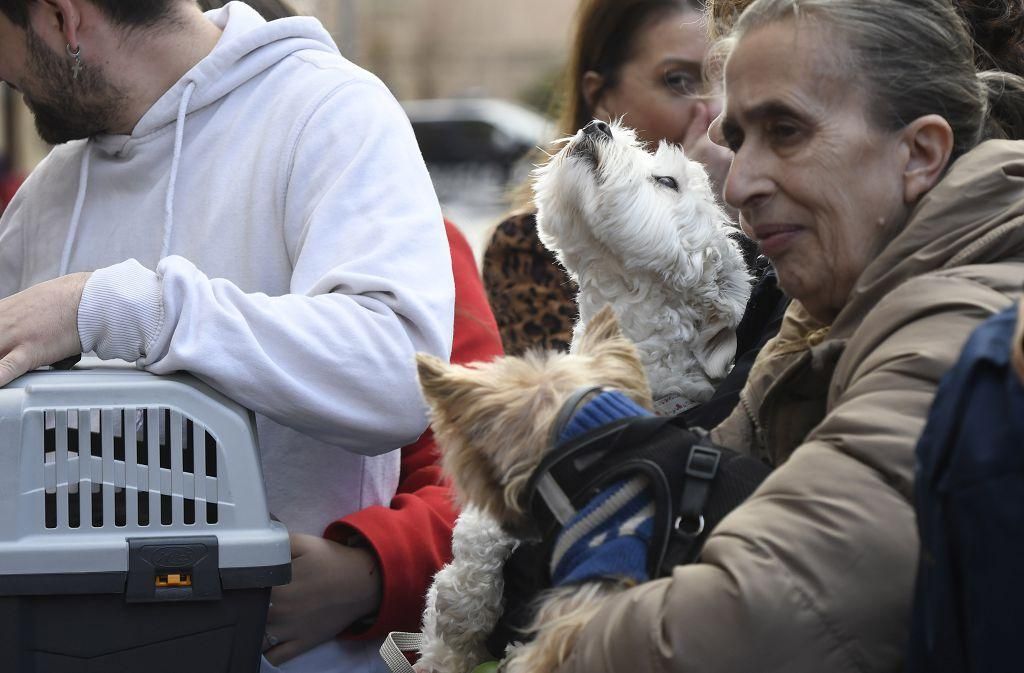 Así ha sido la bendición de animales por San Antón en Murcia