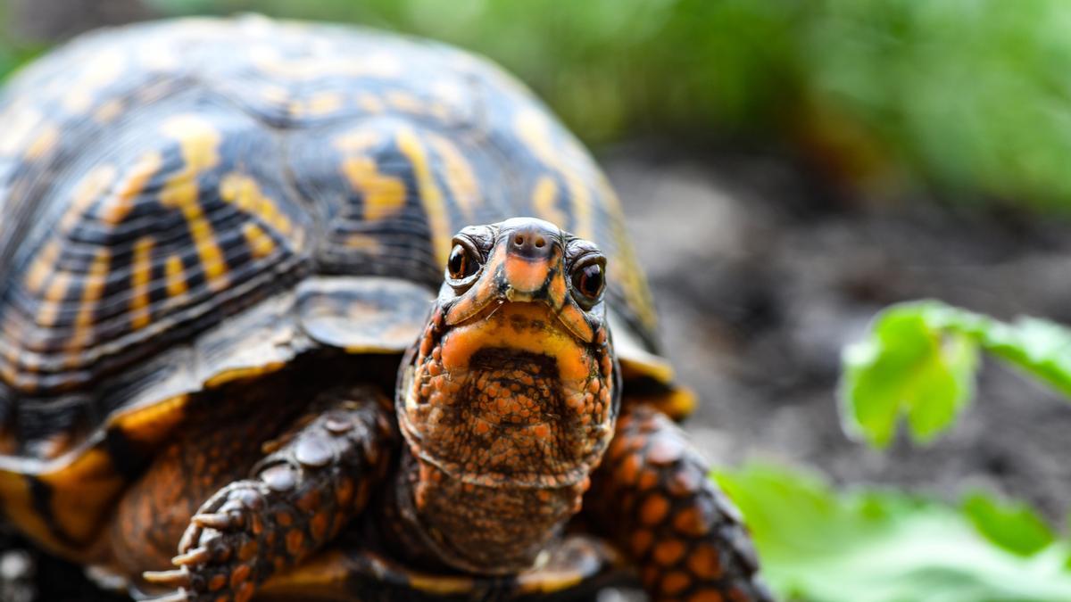 Una tortuga en una imagen de archivo. Foto David Dibert en Pexels.