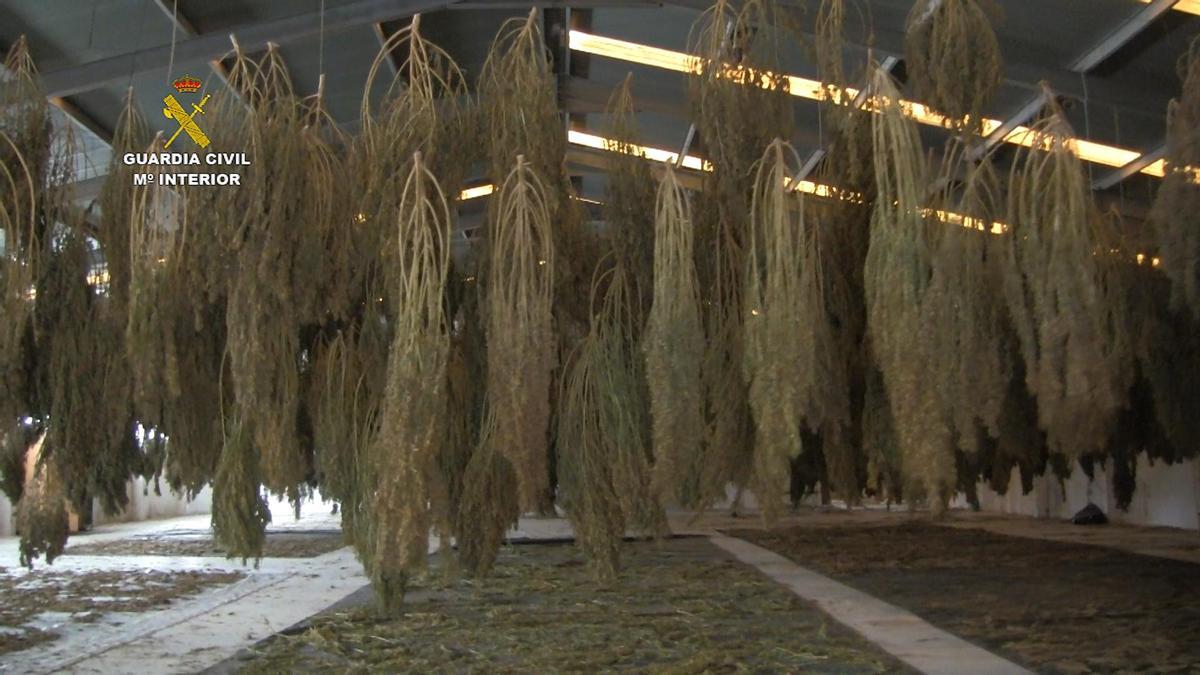 Plantas de marihuana en la gran plantación descubierta en Pozoblanco.