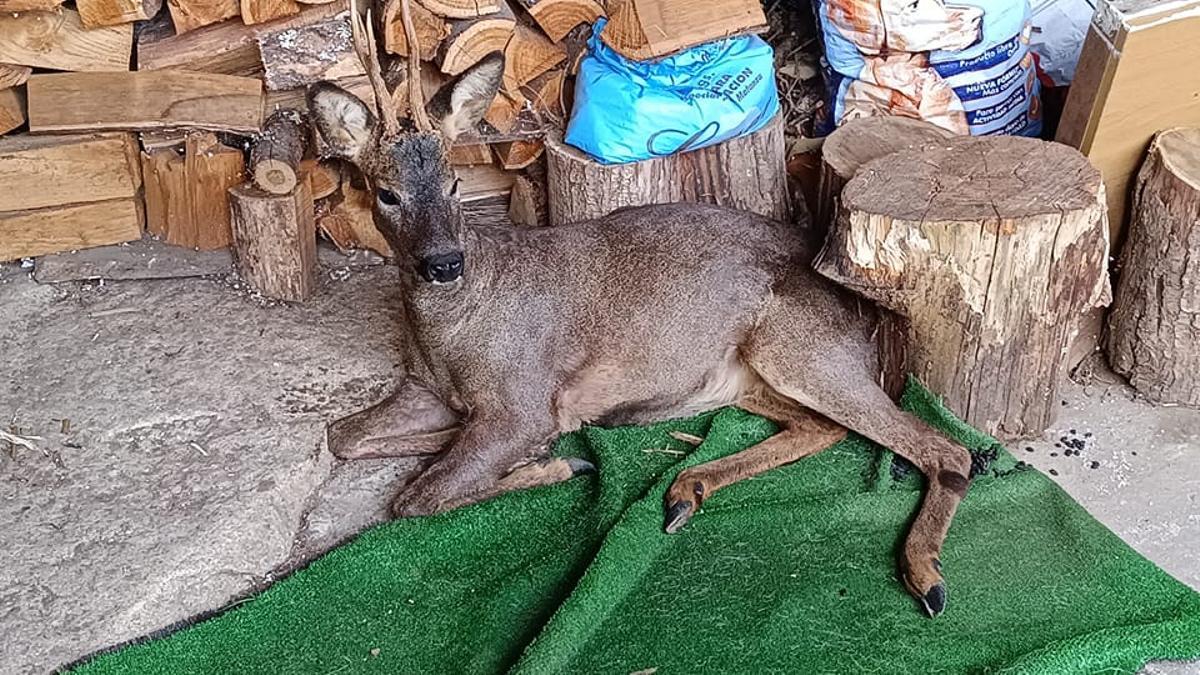 El corzo rescatado esta mañana en la parroquia cruceña de Bodaño.