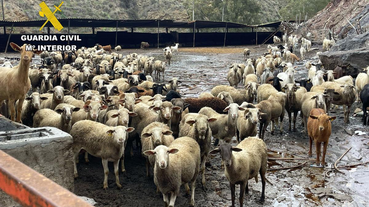 Operación de la Guardia Civil contra el robo de ganado ovino en el Campo de Cartagena