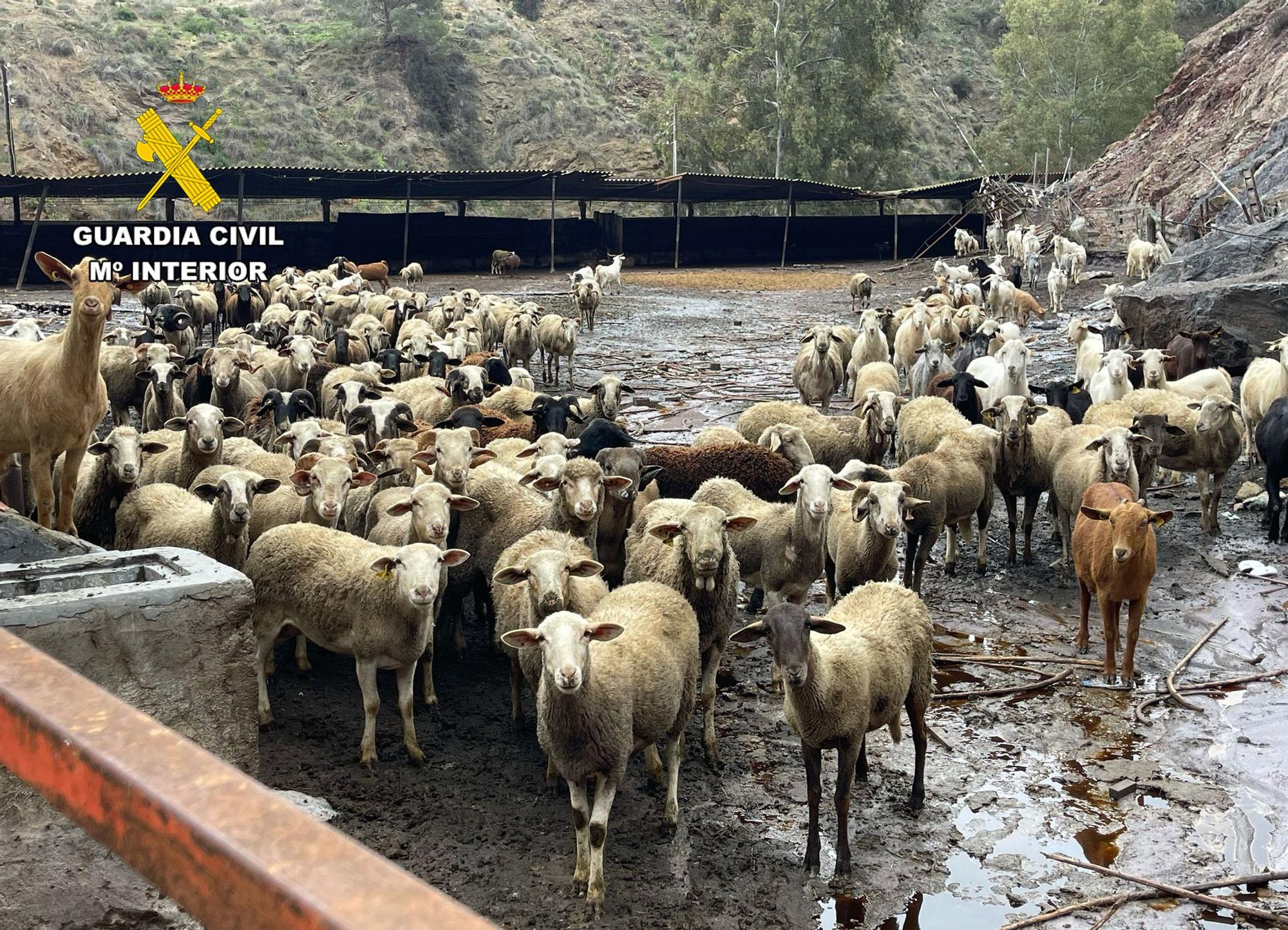 Operación de la Guardia Civil contra el robo de ganado ovino en el Campo de Cartagena