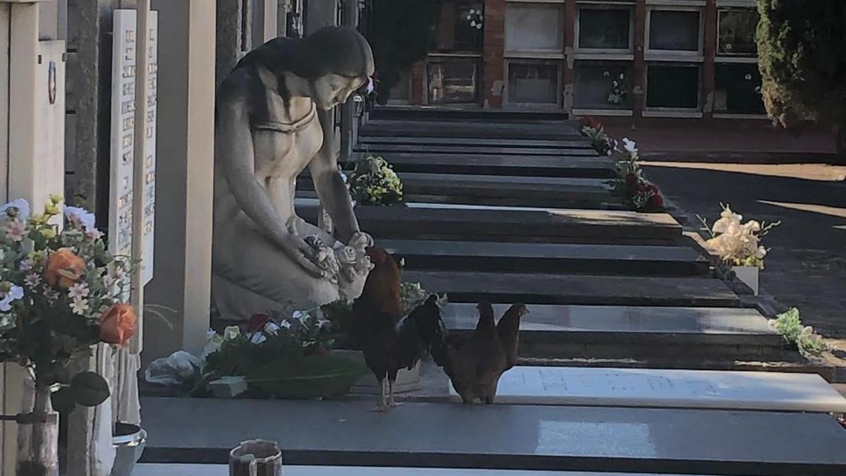 Gallinas en el cementerio de Castelló