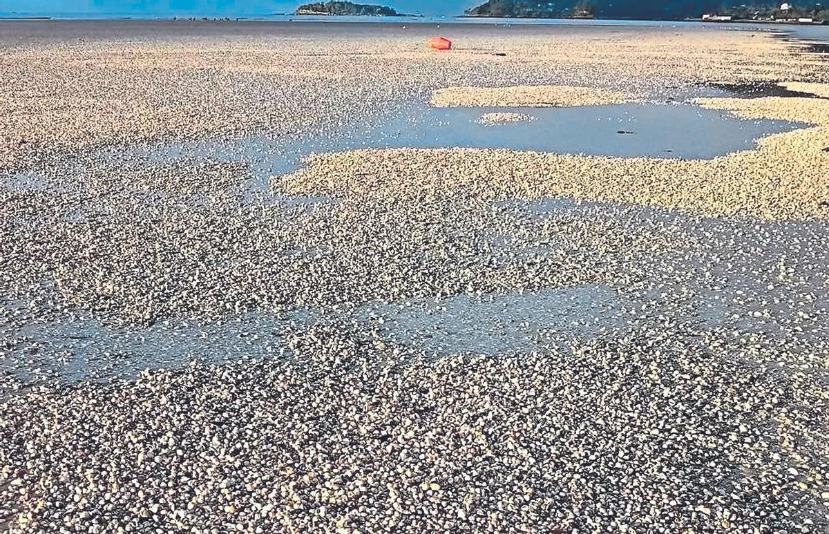 Imagen de una gran cantidad de berberechos muertos, este domingo en la playa noiesa de Testal.