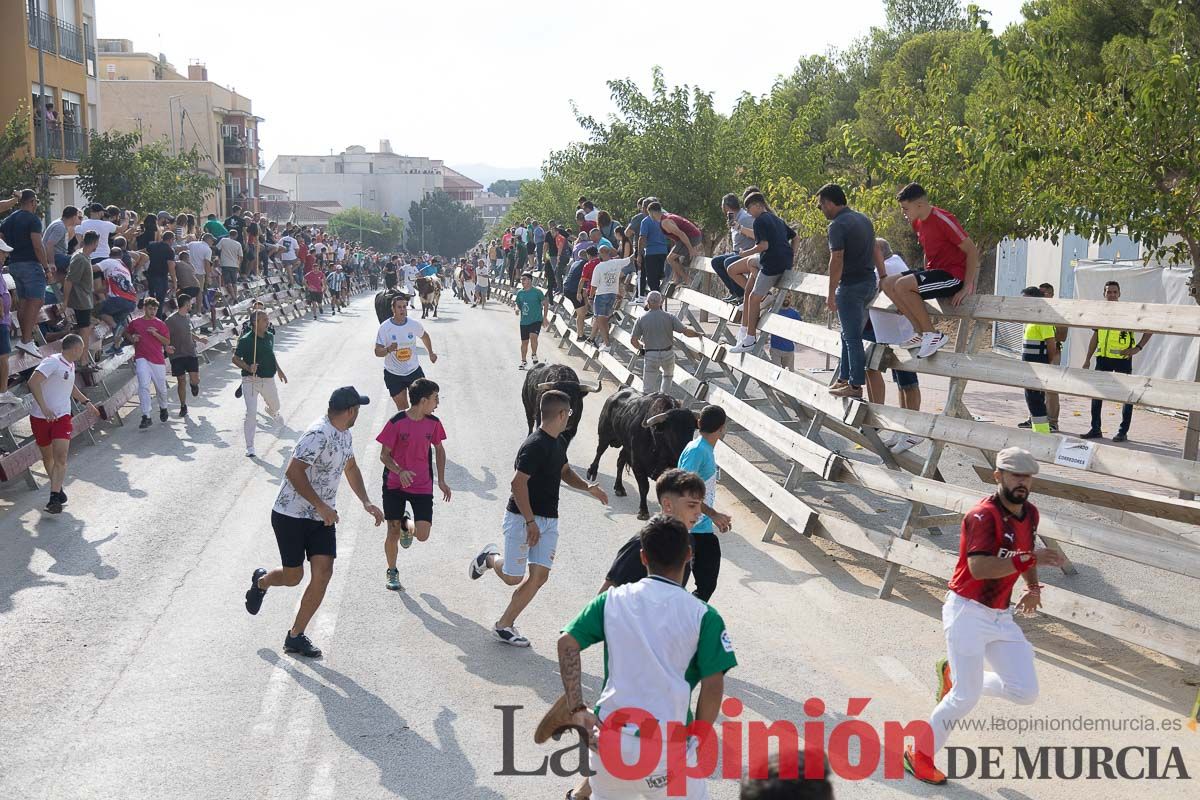 Quinto encierro de la Feria Taurina del Arroz en Calasparra
