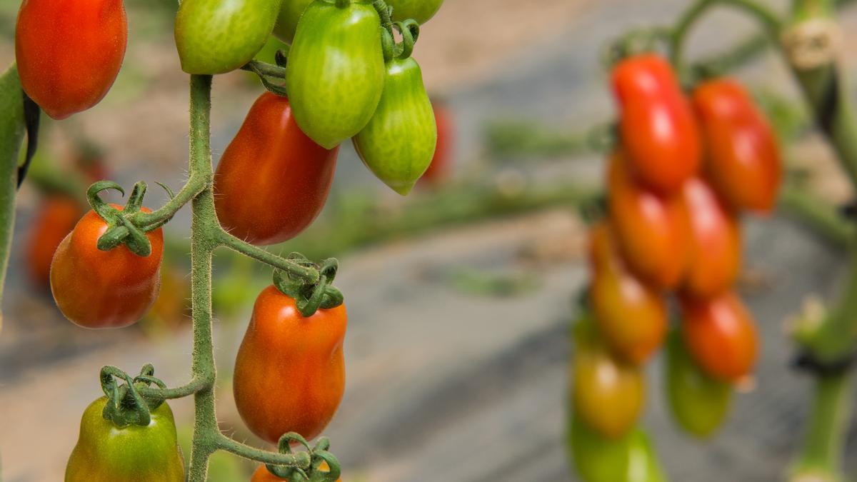 La empresa balear Terracor gana uno de los diez Premios BBVA a los mejores productores sostenibles de España