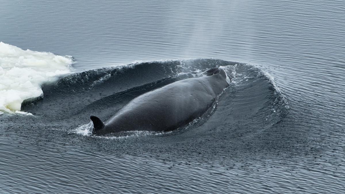 Una ballena minke respirando en el mar de Weddell, en la Antártida.