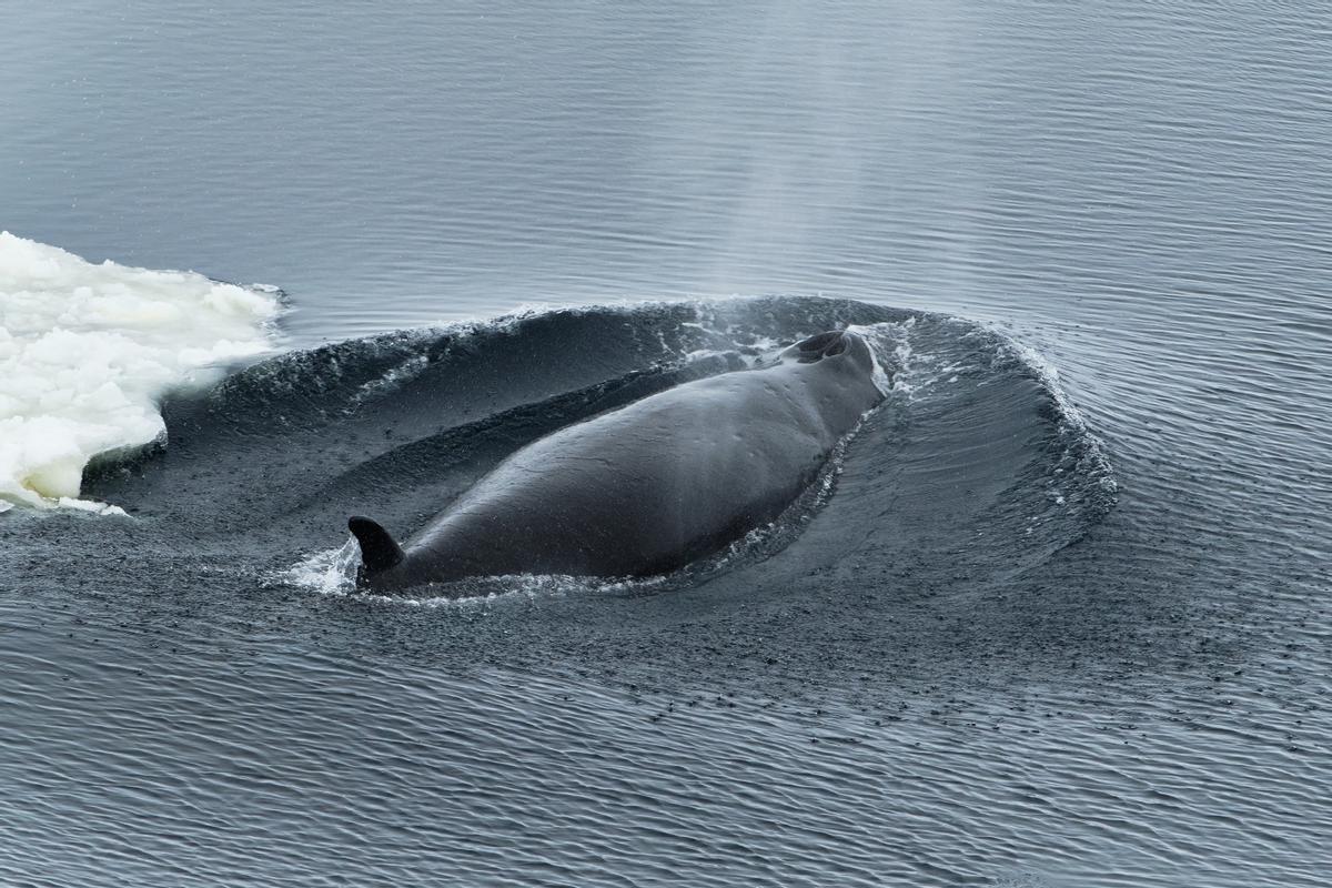 Una ballena minke respirando en el mar de Weddell, en la Antártida.