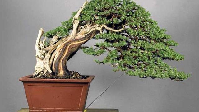 where to buy bonsai plants Bonsai Tree Bundle main image 0