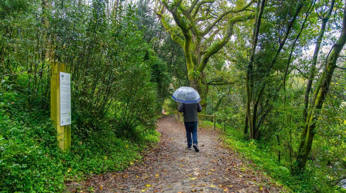 Unha persoa camiña pola senda verde do Banquete de Conxo, en Santiago de Compostela