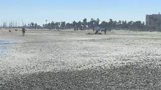 Las dos caras de la playa de Canet: Preocupación por el avance de la piedra pero con indicios de brotes verdes