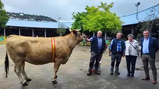"Candi", la vaca campeona de Grado, es de Pereda y tiene "una grupa muy guapa"