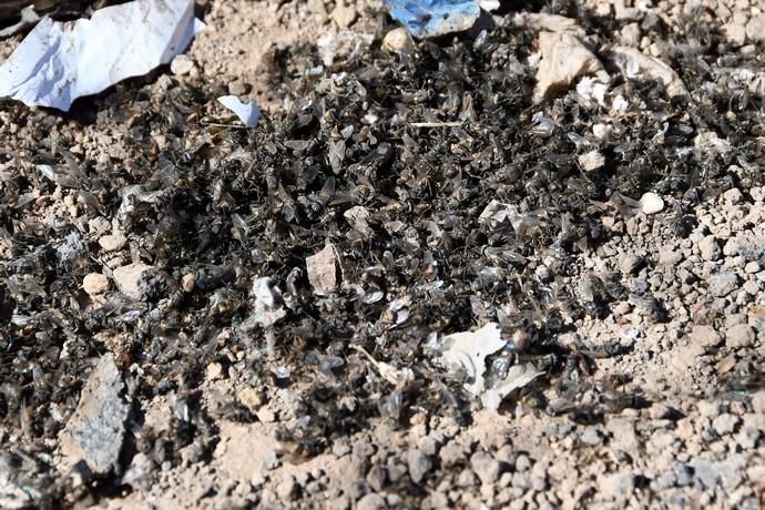 16/01/2019 EL GORO. TELDE. Plaga de moscas en los plasticos en el Polígono Industrial de El Goro. Fotografa: YAIZA SOCORRO.