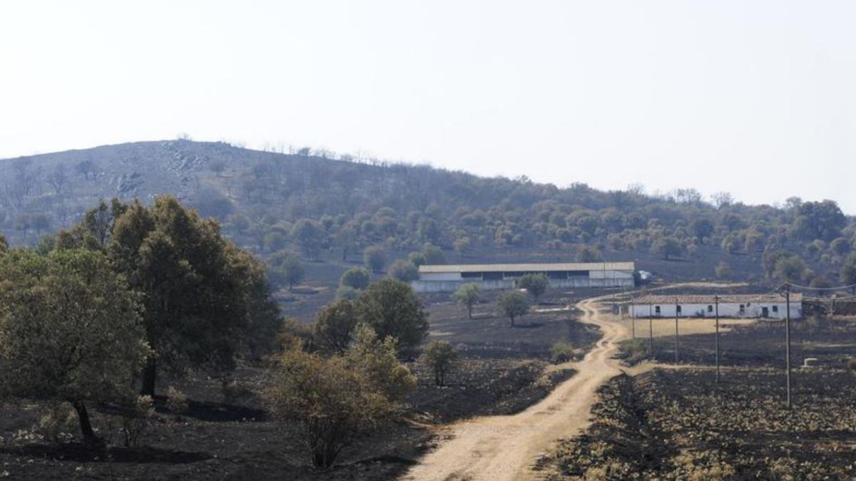 Una dehesa, tras el incendio, a escasos kilómetros de Pueblica de Valverde.