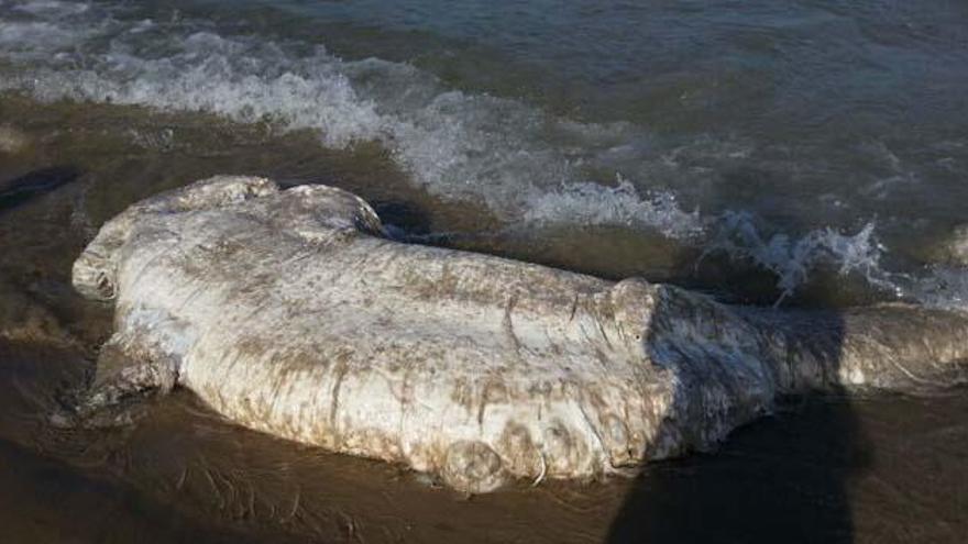 Aparece el cadáver de una tintorera en la playa de San Juan