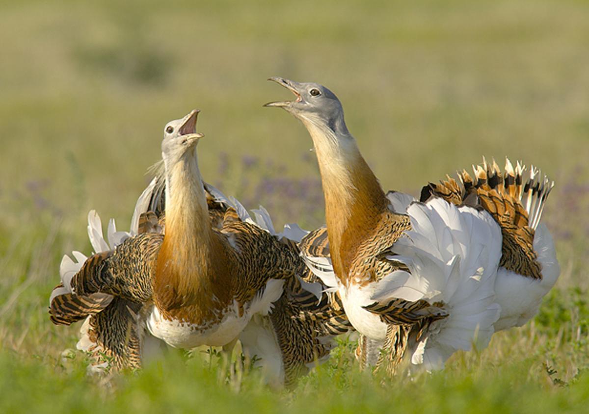 Avutardas en el campo