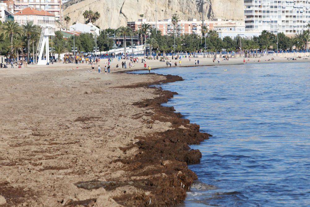 Alicantinos y turistas disfrutan a 20 grados de un