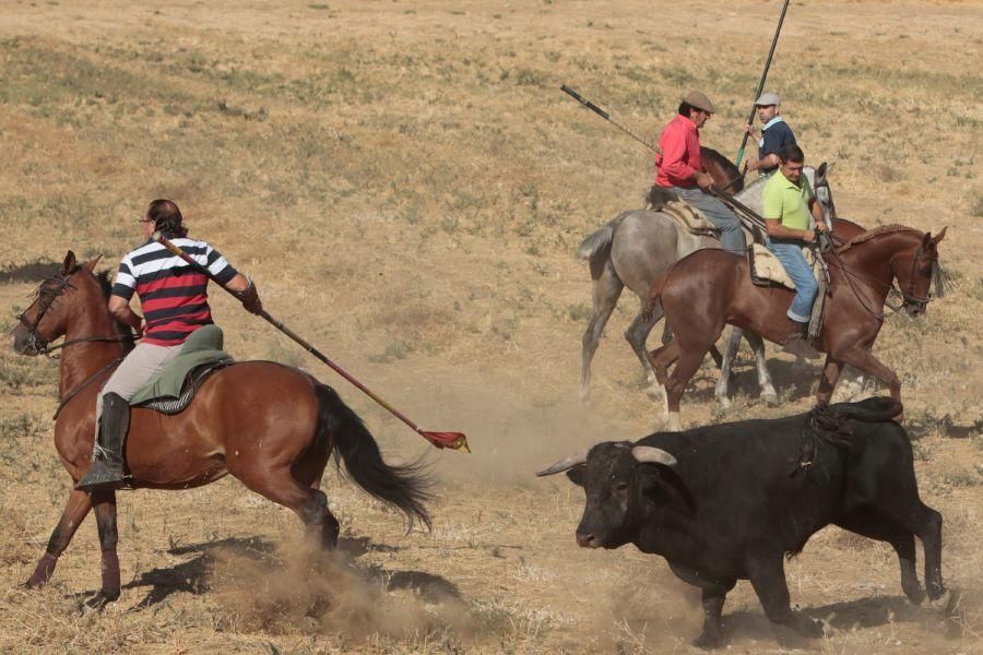 Fiestas en Zamora: Encierro en El Pego