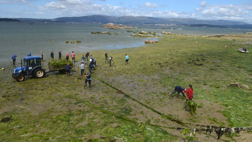 Desestiman la sanción de Augas de Galicia a la cofradía de Vilanova por el depósito de algas