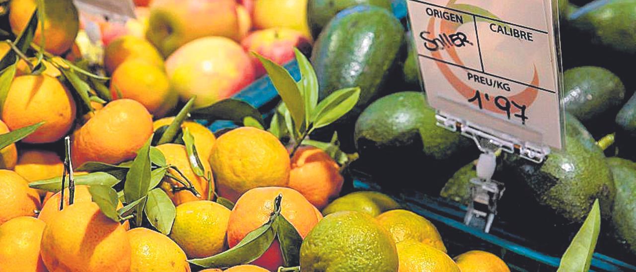 El 70% de las naranjas de la cooperativa de Sóller viaja a Alemania