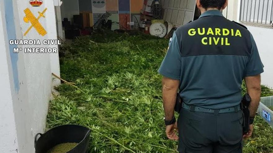 La Guardia Civil desmantela una plantación de marihuana en La Carlota y detiene a una persona