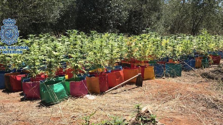 Dos detenidos cuando &quot;cuidaban&quot; una plantación de marihuana en un huerto abandonado