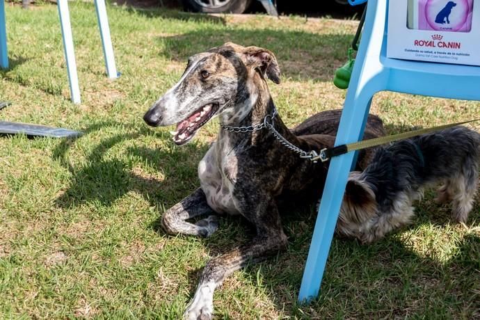 II Feria de Mascotas en Maspalomas