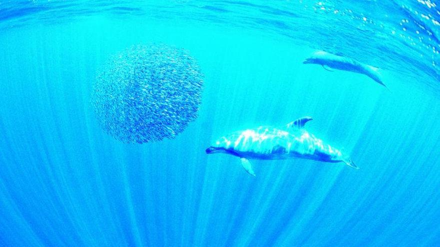 Dos delfines ante un cardumen de pescado en aguas del noroeste de Tenerife.