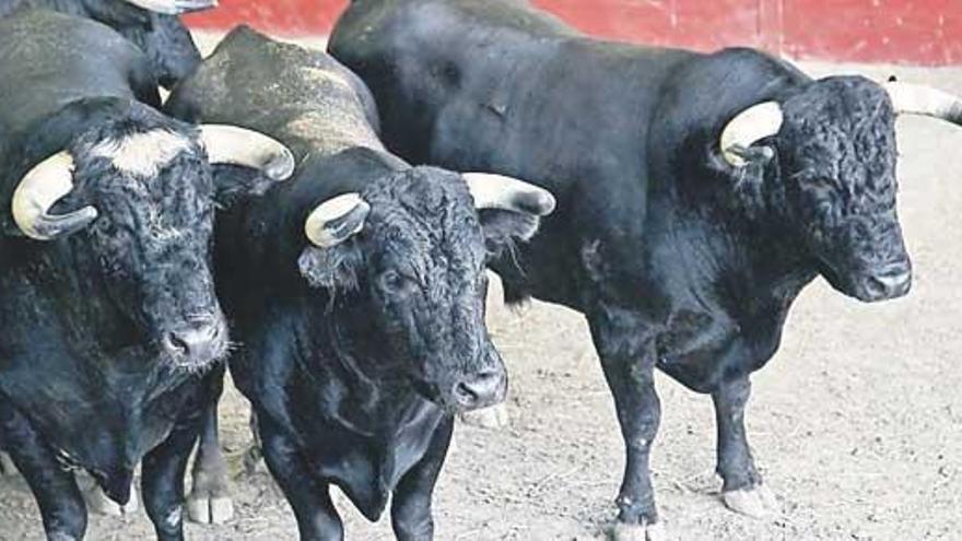 Los astados, en los corrales del multiusos de Lavedra. / v. echave y 13fotos